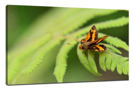 5 tips for taking good butterfly pictures