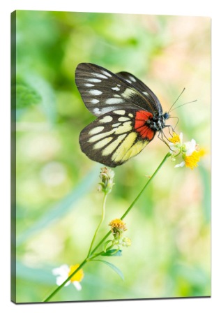 5 tips for taking good butterfly pictures1