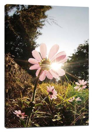 Ecological macro photography skills